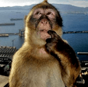 confused monkey Slack emoji