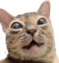 gumbus cat Slack emoji