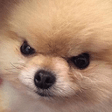 angry doggo Slack emoji