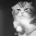 it hurts in my meow meow Slack emoji
