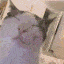 vibecat Slack emoji