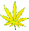 raindbow weed Slack emoji