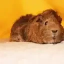 guineapig Slack emoji
