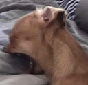 screaming dog Slack emoji