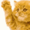 bye bye kitty Slack emoji