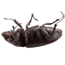 mrtvy brouk Slack emoji