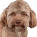 yogi the dog that looks like nic cage Slack emoji
