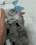 cat stressed Slack emoji