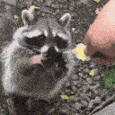 hungry racoon Slack emoji