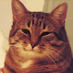 kind cat Slack emoji