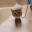 wet cat Slack emoji