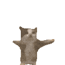 yippee cat happyhop Slack emoji