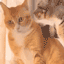 cat hear shock Slack emoji
