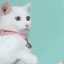 cat indian no Slack emoji