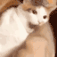 cat bike Slack emoji