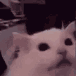 cat fade disappear2 Slack emoji