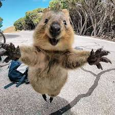 quokka happy Slack emoji