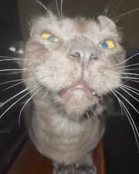 point5cat Slack emoji