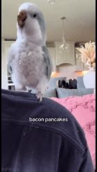 baconpancakes Slack emoji
