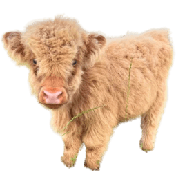 baby highland calf Slack emoji