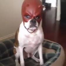 daredevil dog Slack emoji