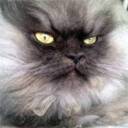 colonel meow Slack emoji