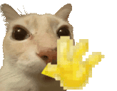 hello cat Slack emoji