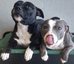 zoromango Slack emoji
