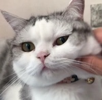 meow Slack emoji