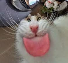 silly cat Slack emoji
