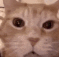 cat laugh Slack emoji