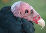 turkeyvulture Slack emoji