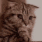 cat worry Slack emoji