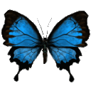 blue butterfly Slack emoji