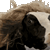 sexycow Slack emoji