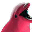 dolphinparty Slack emoji