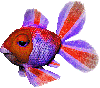 rainbow fish Slack emoji