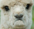 no2 Slack emoji