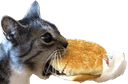icanhazcheeseburger Slack emoji
