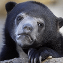 confessionbear Slack emoji