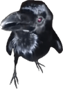 relu crow Slack emoji