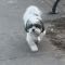 doggo2step Slack emoji
