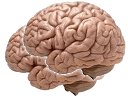 brains Slack emoji