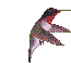 hummingbird Slack emoji