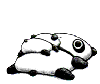 panda pounce Slack emoji