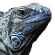 iguana Slack emoji