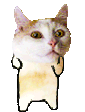 catpls Slack emoji