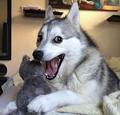 punhusky Slack emoji