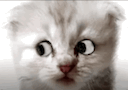cat zoom call Slack emoji