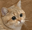 starecat Slack emoji